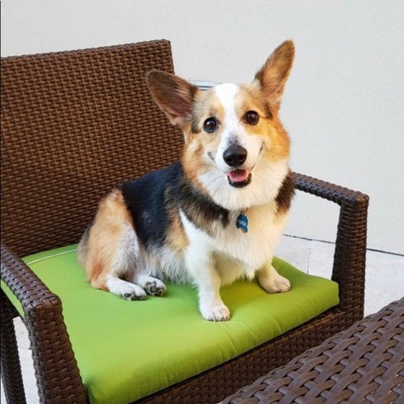 Meet your Posher, Rajeha - Picture 1 of 1